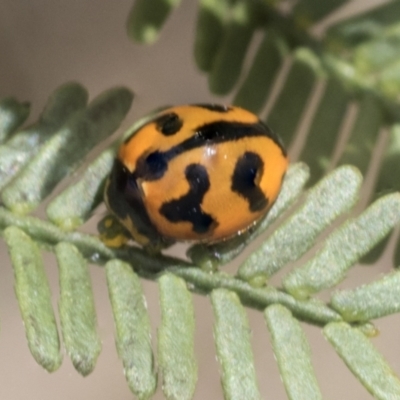 Coccinella transversalis (Transverse Ladybird) at Bruce, ACT - 27 Sep 2021 by AlisonMilton