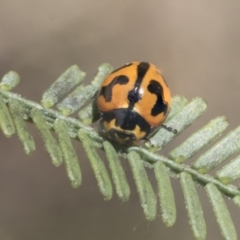 Coccinella transversalis at Bruce, ACT - 27 Sep 2021 10:28 AM