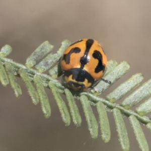 Coccinella transversalis at Bruce, ACT - 27 Sep 2021