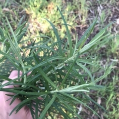 Cassinia longifolia (Shiny Cassinia, Cauliflower Bush) at Garran, ACT - 24 Sep 2021 by Tapirlord