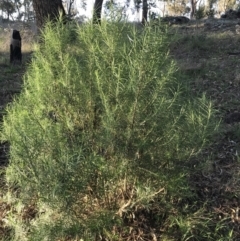 Cassinia longifolia at Garran, ACT - 24 Sep 2021