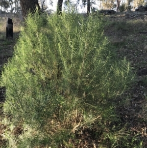 Cassinia longifolia at Garran, ACT - 24 Sep 2021 05:16 PM