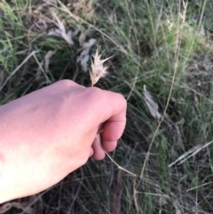 Rytidosperma sp. at Garran, ACT - 24 Sep 2021