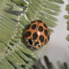 Harmonia conformis (Common Spotted Ladybird) at Bruce, ACT - 27 Sep 2021 by AlisonMilton