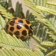 Harmonia conformis at Bruce, ACT - 27 Sep 2021 10:31 AM