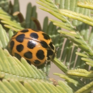 Harmonia conformis at Bruce, ACT - 27 Sep 2021 10:31 AM