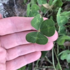 Trifolium repens (White Clover) at Hughes Garran Woodland - 24 Sep 2021 by Tapirlord