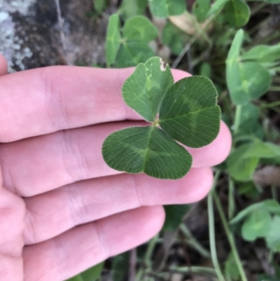 Trifolium repens (White Clover) at Hughes Garran Woodland - 24 Sep 2021 by Tapirlord