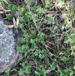 Trifolium repens at Garran, ACT - 24 Sep 2021