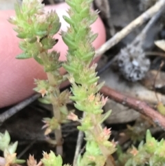 Crassula sieberiana (Austral Stonecrop) at Red Hill to Yarralumla Creek - 24 Sep 2021 by Tapirlord