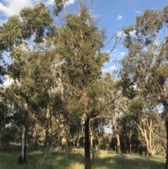Eucalyptus elata (River Peppermint) at Hughes Garran Woodland - 24 Sep 2021 by Tapirlord