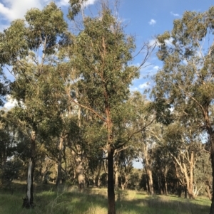 Eucalyptus elata at Red Hill to Yarralumla Creek - 24 Sep 2021