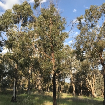Eucalyptus elata (River Peppermint) at Hughes Garran Woodland - 24 Sep 2021 by Tapirlord