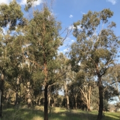 Eucalyptus elata at Red Hill to Yarralumla Creek - 24 Sep 2021