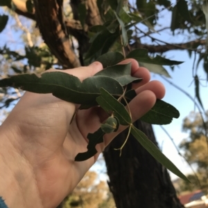 Eucalyptus elata at Red Hill to Yarralumla Creek - 24 Sep 2021
