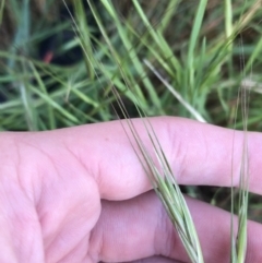 Bromus diandrus (Great Brome) at Hughes Garran Woodland - 24 Sep 2021 by Tapirlord