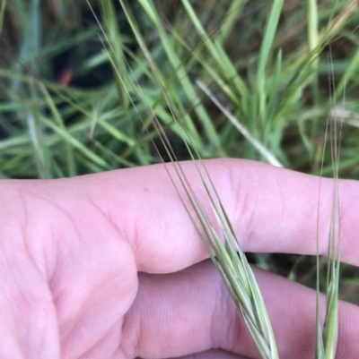 Bromus diandrus (Great Brome) at Garran, ACT - 24 Sep 2021 by Tapirlord