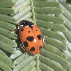 Hippodamia variegata (Spotted Amber Ladybird) at Bruce, ACT - 27 Sep 2021 by AlisonMilton