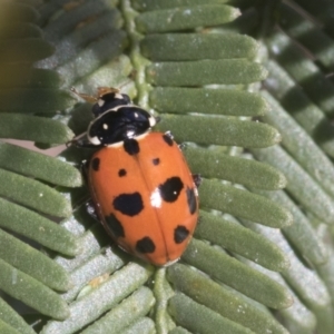 Hippodamia variegata at Bruce, ACT - 27 Sep 2021