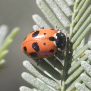 Hippodamia variegata at Bruce, ACT - 27 Sep 2021