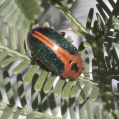 Calomela curtisi (Acacia leaf beetle) at Bruce, ACT - 27 Sep 2021 by AlisonMilton