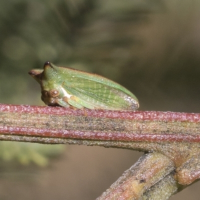 Sextius virescens (Acacia horned treehopper) at Bruce, ACT - 27 Sep 2021 by AlisonMilton