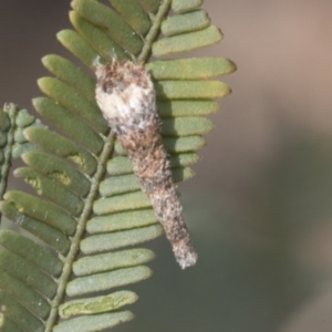 Conoeca or Lepidoscia (genera) IMMATURE at Bruce, ACT - 27 Sep 2021