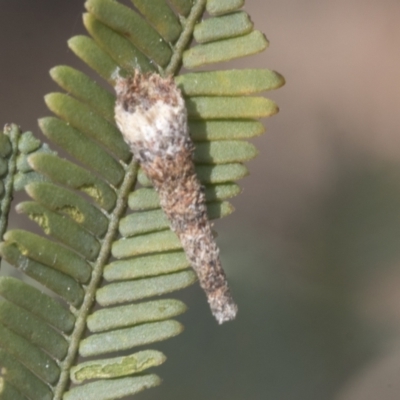 Lepidoscia (genus) IMMATURE (Unidentified Cone Case Moth larva, pupa, or case) at Bruce Ridge to Gossan Hill - 27 Sep 2021 by AlisonMilton