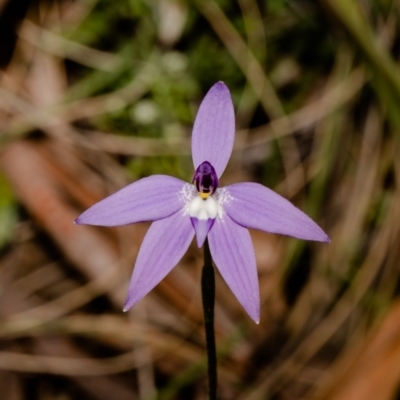 Glossodia major (Wax Lip Orchid) at Black Mountain - 28 Sep 2021 by Roger