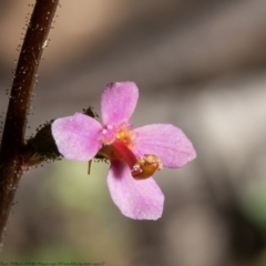 Stylidium sp. (Trigger Plant) at Black Mountain - 28 Sep 2021 by Roger