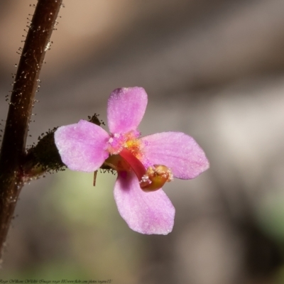 Stylidium sp. (Trigger Plant) at Black Mountain - 28 Sep 2021 by Roger