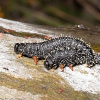 Perga sp. (genus) (Sawfly or Spitfire) at Point 5058 - 28 Sep 2021 by Roger