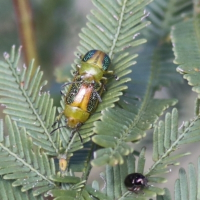 Calomela parilis (Leaf beetle) at Bruce Ridge - 27 Sep 2021 by AlisonMilton