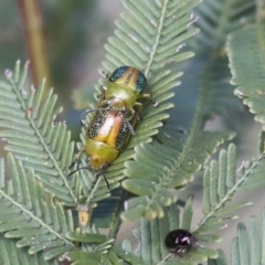 Calomela parilis (Leaf beetle) at Bruce, ACT - 27 Sep 2021 by AlisonMilton