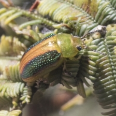 Calomela parilis at Bruce, ACT - 27 Sep 2021 10:16 AM