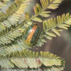 Calomela parilis at Bruce, ACT - 27 Sep 2021 10:16 AM