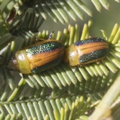 Calomela parilis at Bruce, ACT - 27 Sep 2021 10:16 AM