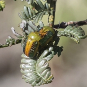 Calomela parilis at Bruce, ACT - 27 Sep 2021 10:16 AM