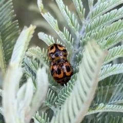 Peltoschema oceanica (Oceanica leaf beetle) at Murrumbateman, NSW - 28 Sep 2021 by SimoneC