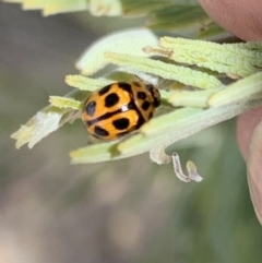 Peltoschema oceanica at Murrumbateman, NSW - 28 Sep 2021