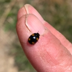 Peltoschema tetraspilota (Leaf beetle) at Murrumbateman, NSW - 28 Sep 2021 by SimoneC