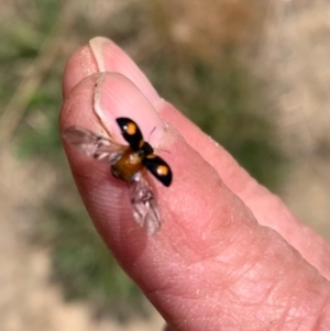 Peltoschema tetraspilota at Murrumbateman, NSW - 28 Sep 2021 12:35 PM