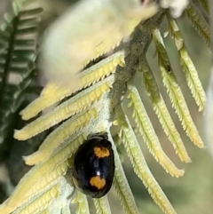 Peltoschema tetraspilota at Murrumbateman, NSW - 28 Sep 2021 12:35 PM