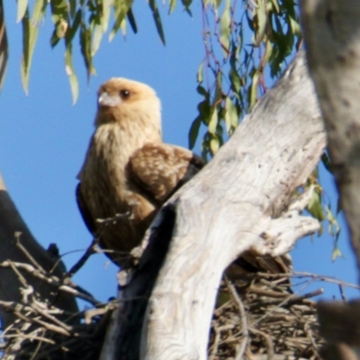 Haliastur sphenurus (Whistling Kite) at Albury - 28 Sep 2021 by PaulF