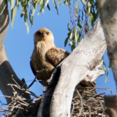 Haliastur sphenurus at Splitters Creek, NSW - suppressed