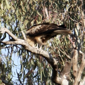 Haliastur sphenurus at Splitters Creek, NSW - suppressed