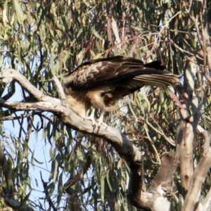 Haliastur sphenurus at Splitters Creek, NSW - 28 Sep 2021