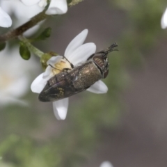 Stomorhina discolor (Snout fly) at Bruce Ridge to Gossan Hill - 27 Sep 2021 by AlisonMilton