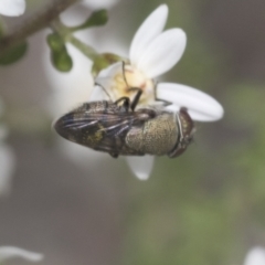 Stomorhina discolor at Bruce, ACT - 27 Sep 2021 12:09 PM