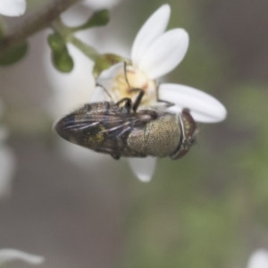 Stomorhina discolor at Bruce, ACT - 27 Sep 2021